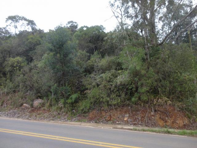 Área rural à venda, linha bonita, gramado. - Foto 3