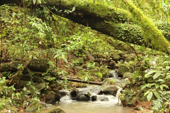 Sítio à venda, linha ávila, gramado. - Foto 7