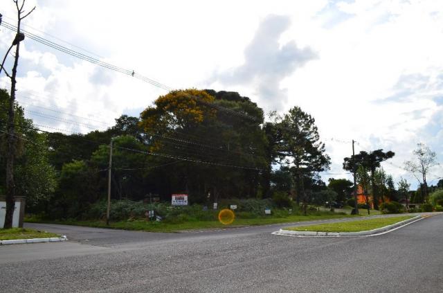 Terreno à venda, 5000 m² por r$ 3.500.000,00 - vila suica - canela/rs - Foto 3