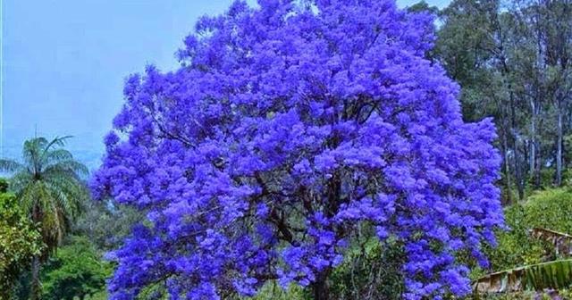 Mudas de Jacarandá - Foto 3