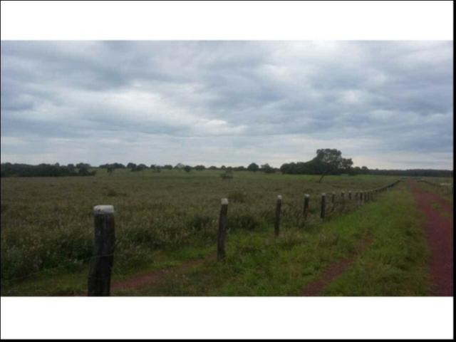 Fazenda em Cáceres 700 hectares - Foto 3