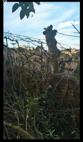Terreno no Vale dos Vinhedos - Foto 10