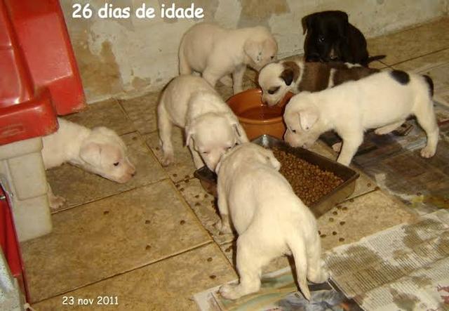 Lindos labrador x dog brasileiro só 100 cada. entrego - Foto 2