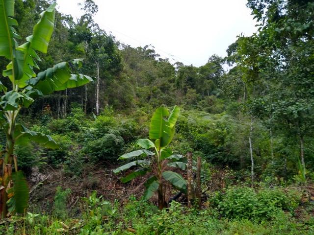 Sítio Viana 8 alqueires - Foto 4