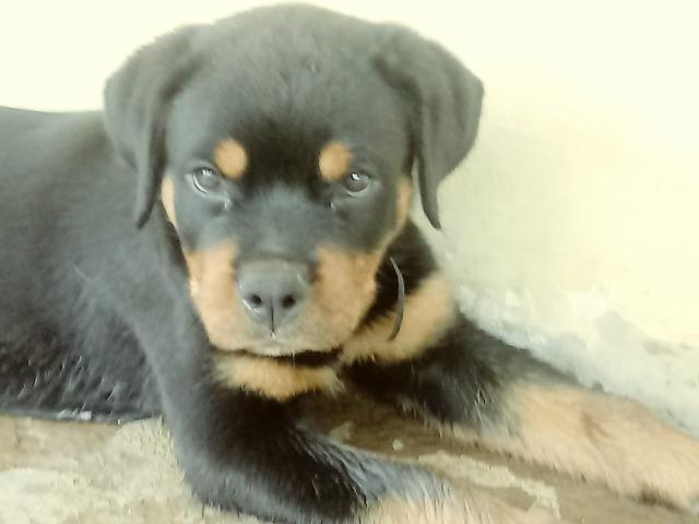 Rottweiler - Foto 2
