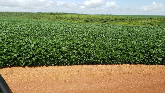 Fazenda 14600 há no Maranhão - Foto 6