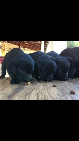 Labrador filhotes - Foto 2