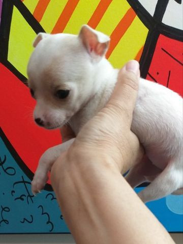 Filhotes de chihuahua à venda - Foto 2