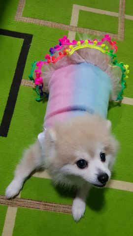 Vestido Inverno - Tal Cão, Tal Dono - Foto 3