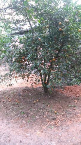 Casa no Arcadia - Foto 9