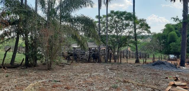 Fazenda 38 Alqueires em Bela Vista - Foto 11