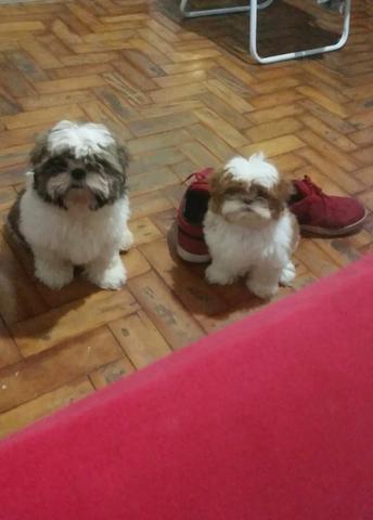 Macho de shihtzu pra cruza - Foto 2