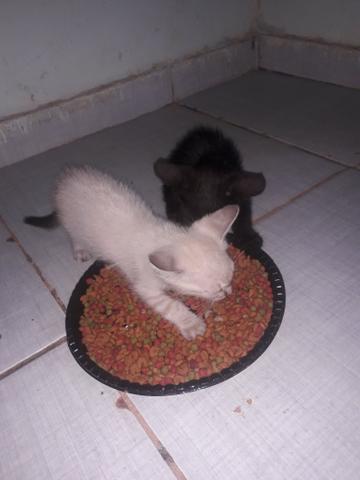 Doação de 4 filhotes - Foto 2