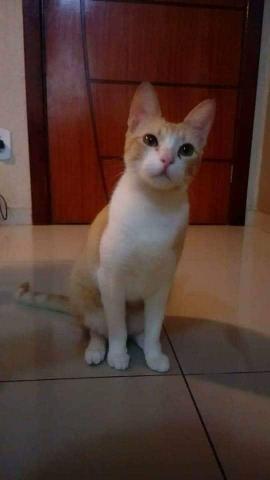 Doris - Castrada, vacinada, vermifugada - Foto 4