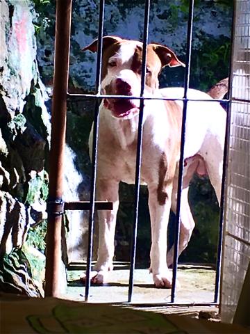 Pitbull ABPT