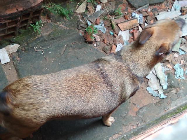Estou doando essa cachorra