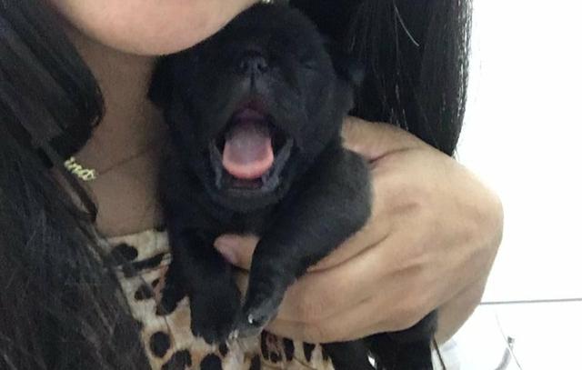 Pug