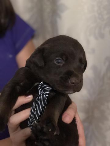 Vendo labrador - Foto 3