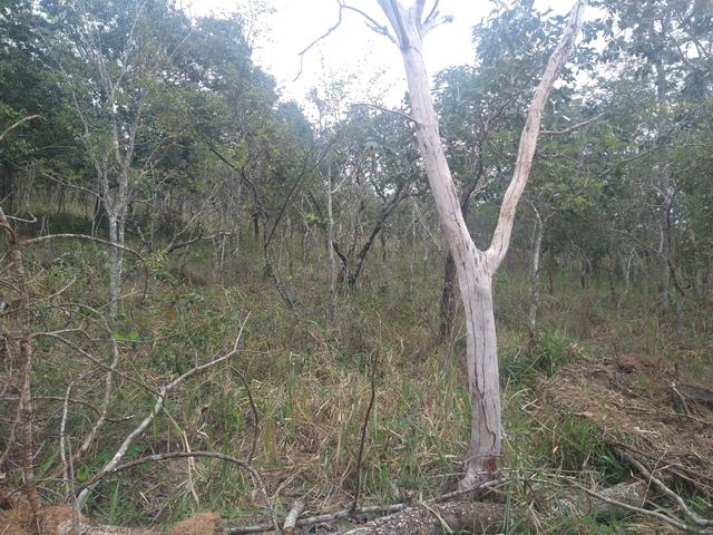 Chácara rego e córrego Bela vista - Foto 18