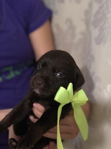 Vendo labrador - Foto 4