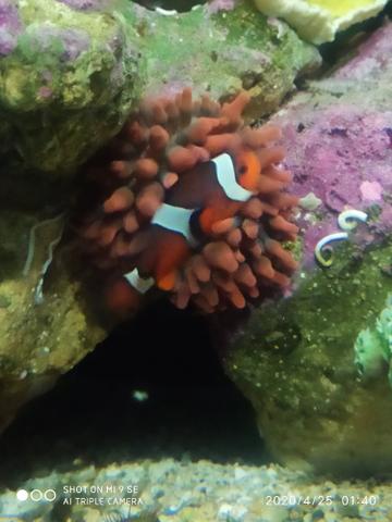 Manutenção em aquário Marinho