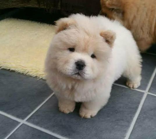 Chow Chow brancos - Foto 2