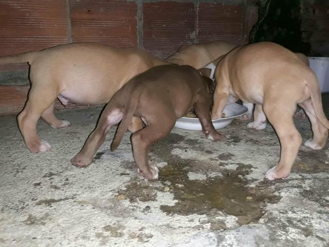 )filhote marrom pit monster (trocas) - Foto 2