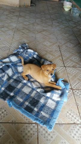 Cachorro 2 meses vacinado para doação - Foto 3