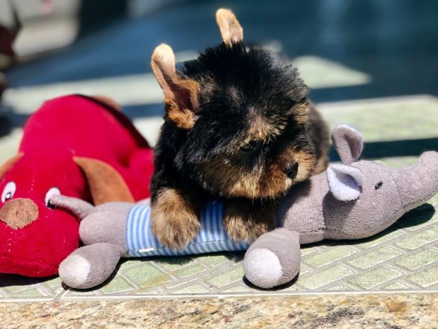 Fofura de filhote Mini Yorkshire Macho e Fêmea Canil Recanto Ribeiros - Foto 2
