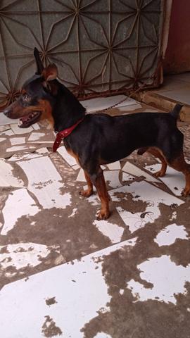 Pinscher em busca de uma namorada