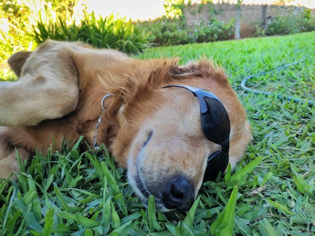 Namorada para Golden - Foto 2
