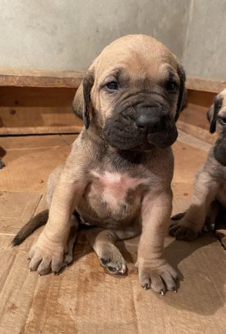 Fila Brasileiro BARBADA