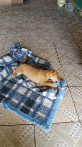 Cachorro 2 meses vacinado para doação - Foto 2