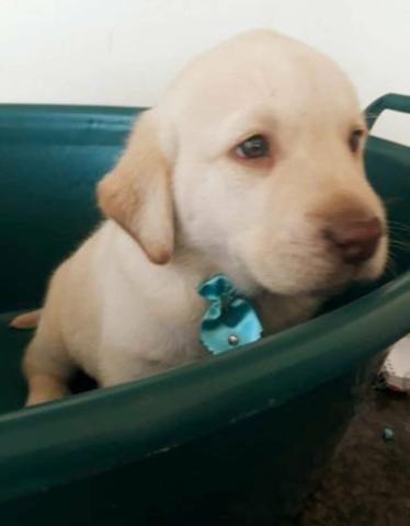 Labrador alto padrao