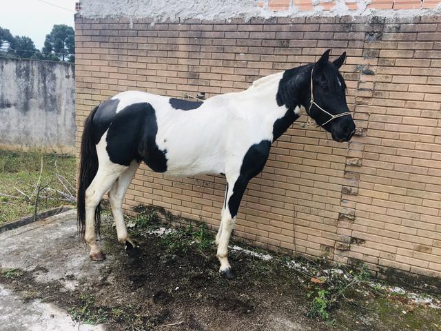 Vendo cavalo pampa - Foto 3