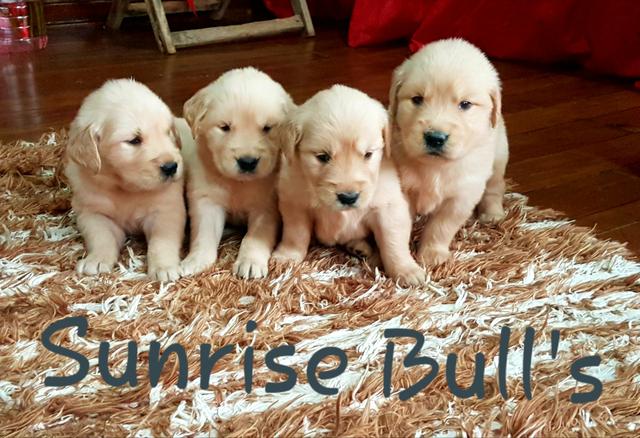 Filhotes Golden Retrivier - Foto 3
