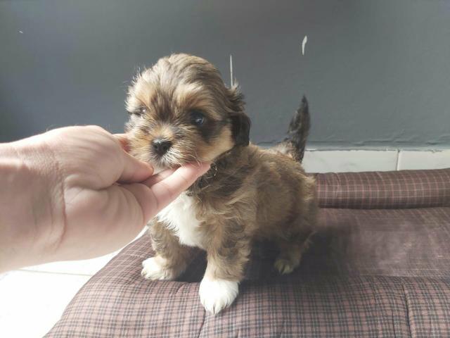 Shih tzus machos