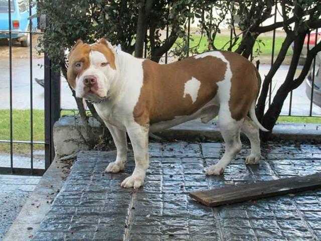 Pit monster (Bully xl xxl) - Foto 6