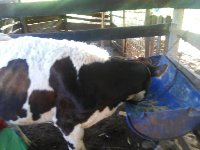 Vende-se vacas - Foto 3