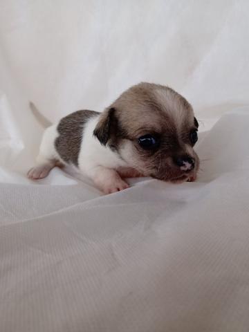 Chihuahua - Foto 2