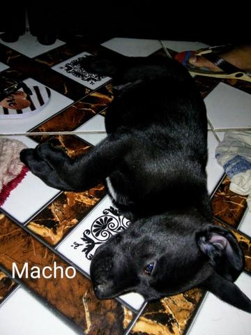 Dog alemão - Foto 5