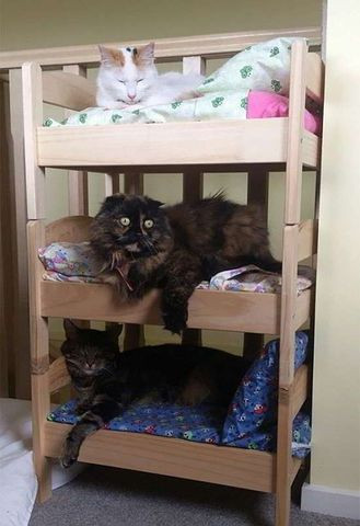 Lindas e Baratas Caminhas e Casinhas Personalizadas p/Gatos - Foto 4