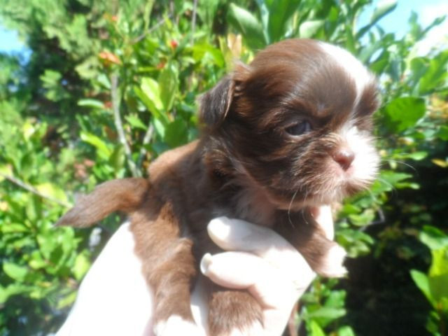 Shih tzu fêmeas. Apaixonantes! A sua felicidade e de sua família. Achou!!! - Foto 5