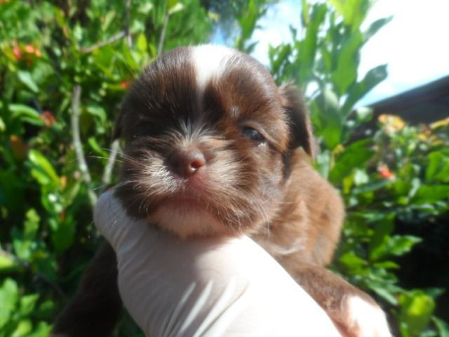 Shih tzu fêmeas. Apaixonantes! A sua felicidade e de sua família. Achou!!! - Foto 6