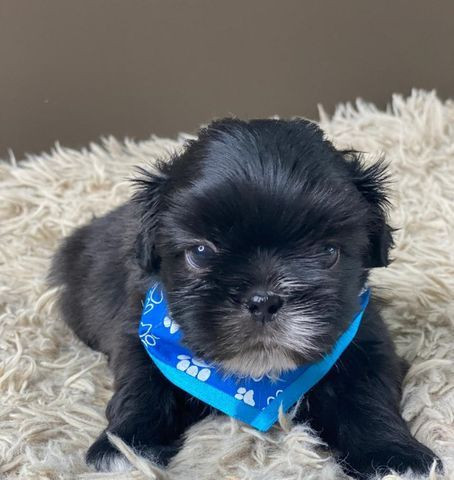 Shihtzu Macho Ja vacinado e vermifugado bb com 45 dias - Foto 3