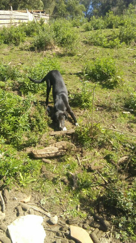 Vende- se cadela Labrador preto