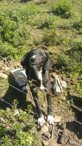 Vende- se cadela Labrador preto - Foto 2