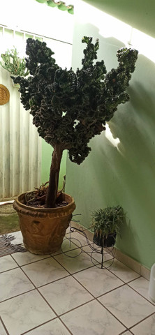 Belissimo cactos " monstruoso"