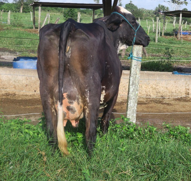 vacas de leite girolando