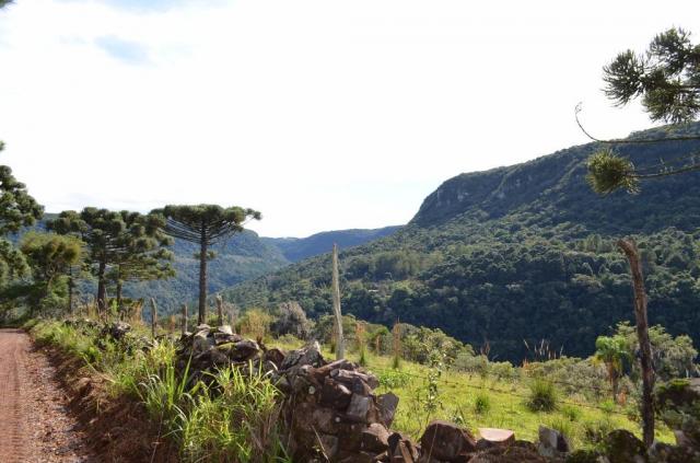 Sítio à venda, morro redondo, gramado. - Foto 12